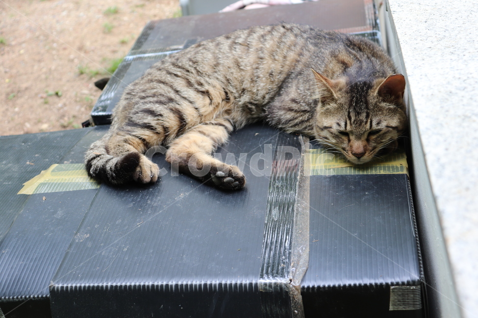 cat,고양이,동물,animal,길냥이,pet,낮잠,동물,animal,포유류,mammal,고양이,cat,kitten,kitty