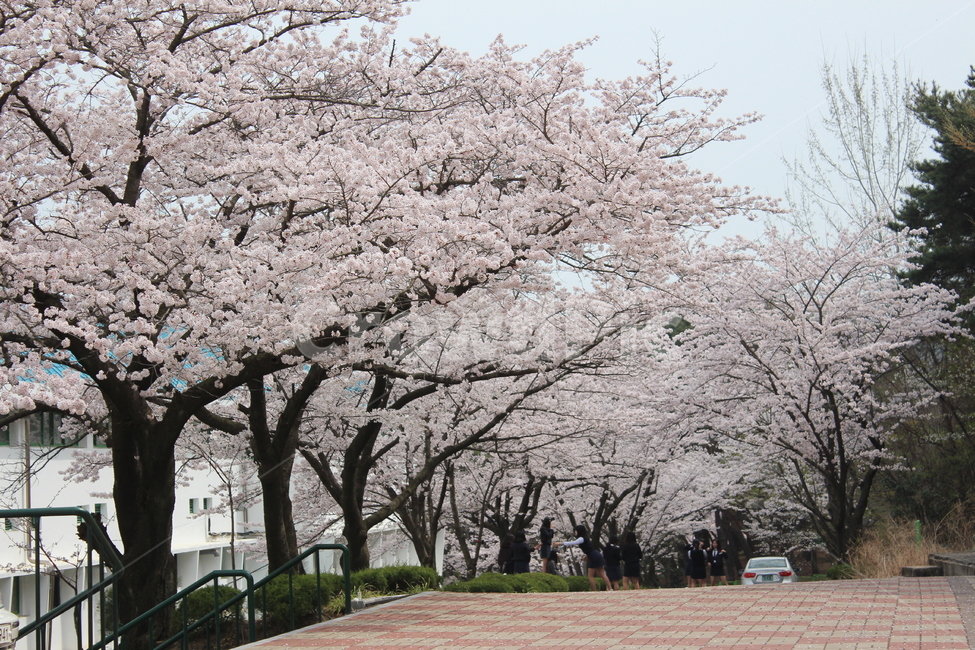 벚꽃,봄,spring,꽃나무,landscape,풍경,tree,flower,꽃,꽃길,분위기,색감,pink,분홍