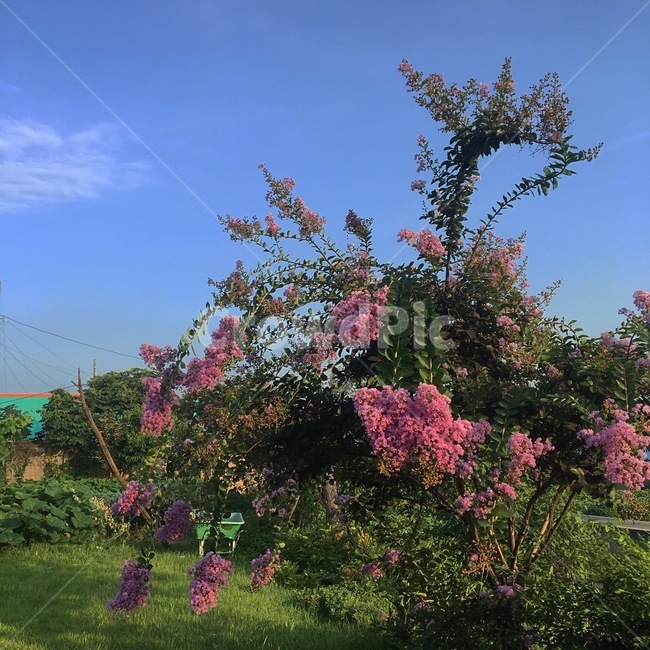 시골,자연,꽃,nature,flower