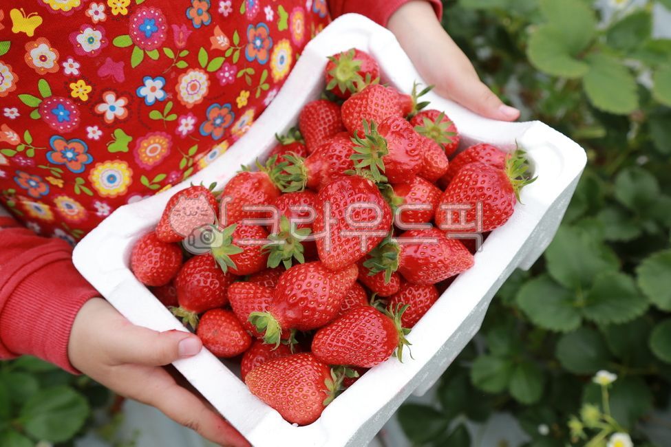 딸기, 딸기수확, 딸기수확체험, 딸기농장, 농장체험, 사진,이미지,일러스트,캘리그라피 - aboutmydays작가