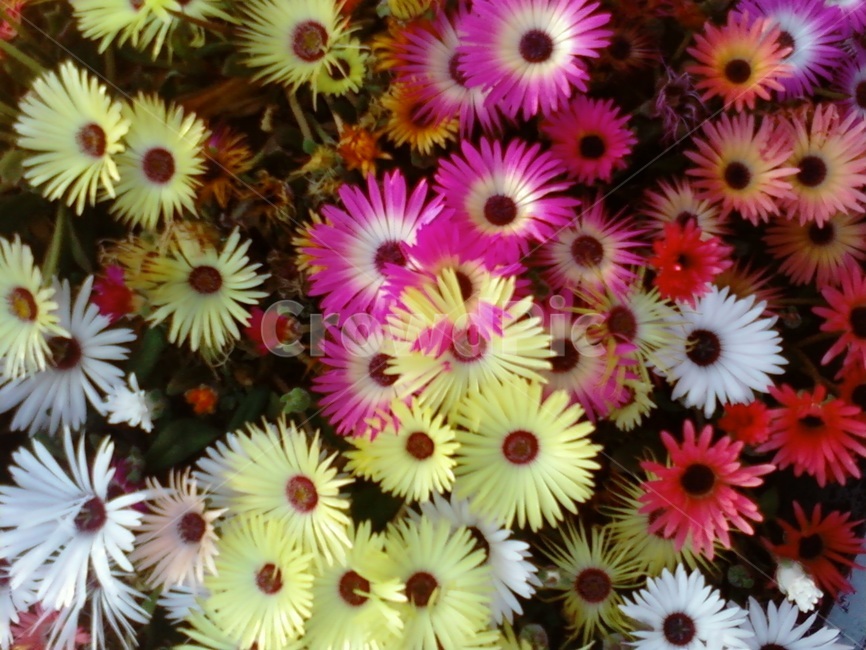꽃,알록달록,식물,이쁜꽃,패랭이꽃,식물,자연,plants,nature,꽃,flower