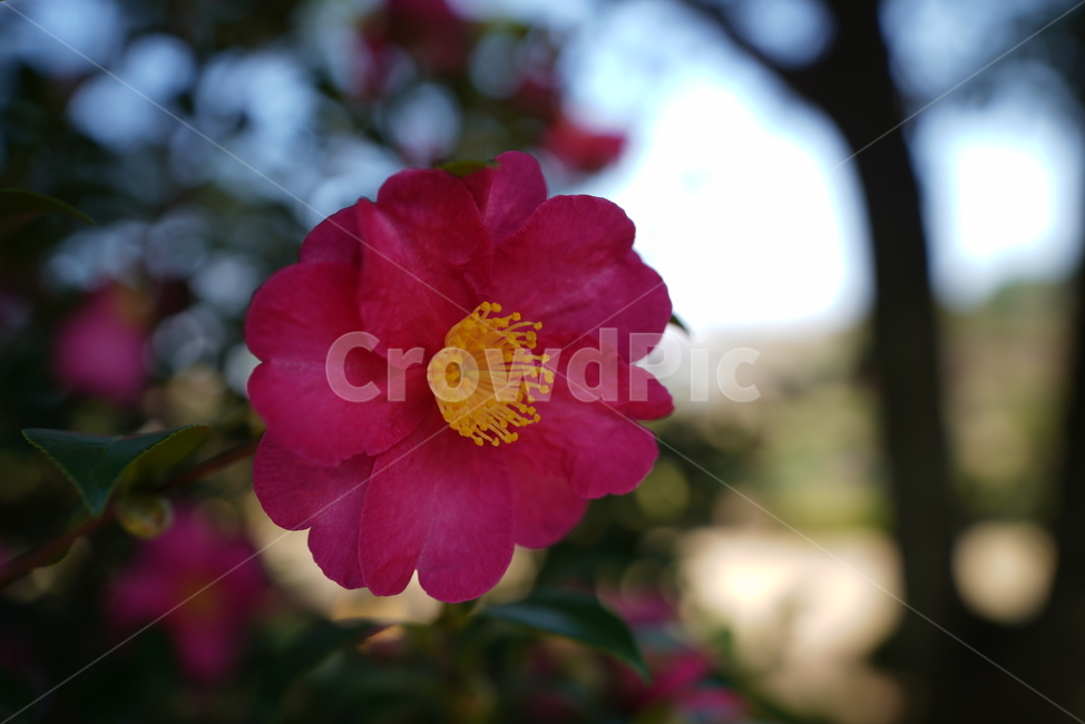 동백꽃,빨간꽃,암술,수술,차나무,소교목,camellia,쌍떡잎식물,물레나무목,파종,삽목,접목,tree,flower,산다화,절개,야생화,개화,식물,자연,plants,nature,꽃,flower