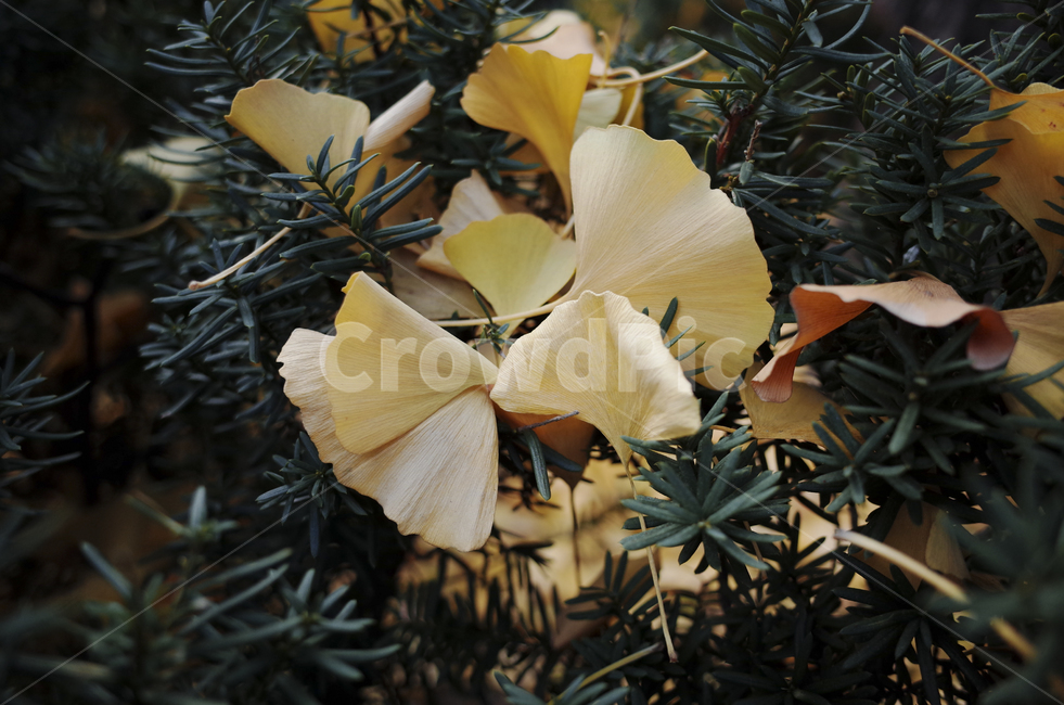 leaf,잎,은행잎,yellow,낙엽,가을,가을,계절,fall,autumn,season