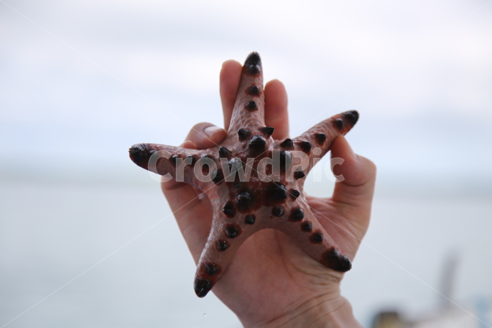 손,바다,불가사리,뿔,뿔불가사리,수산물,해산물,fishery products,seafood