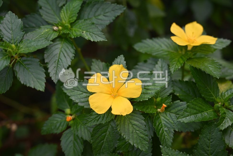 황매화,꽃,노랑,정원,가든,식물,초록,green,yellow,flower,garden,plant,nature,자연