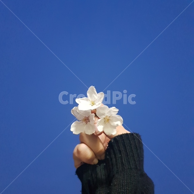 꽃든손,꽃,벚꽃,감성,파란하늘