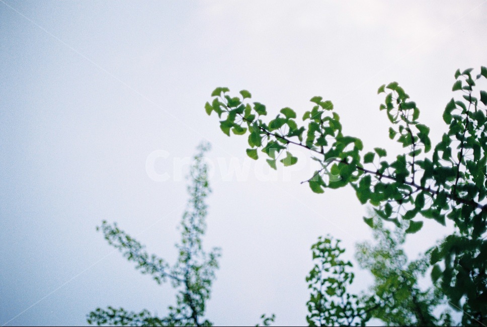 소풍,나뭇잎,나뭇가지,하늘,필름,필름사진,picnic,film,tree