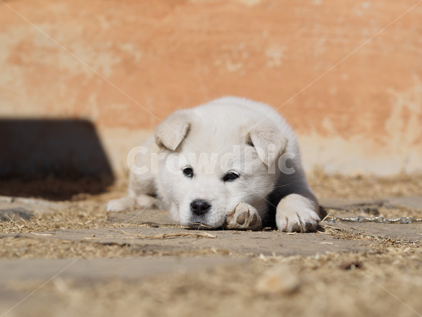 강아지,스피츠,애완동물,개,유아기,puppy,spitz,dog,baby,동물,animal,포유류,mammal,개,강아지,dog,doggy