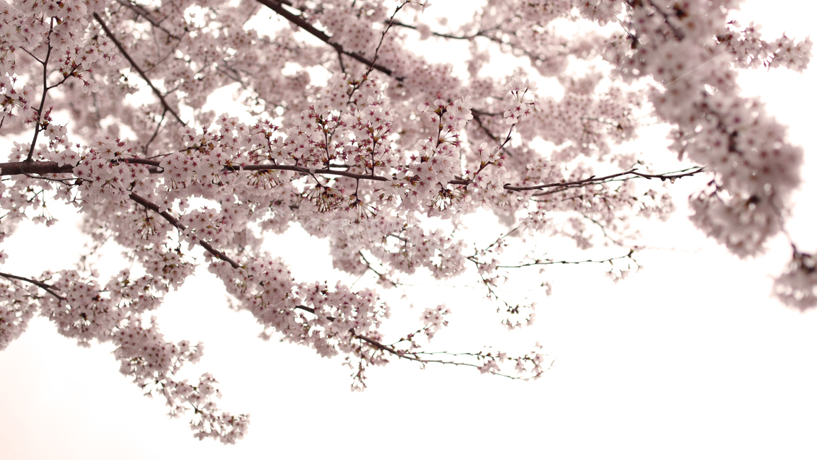 벚꽃,cherryblossom,꽃,식물,봄,핑크,사랑,연애,봄,계절,spring,season
