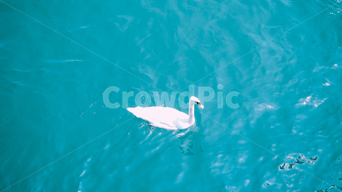 백조,호수,바다,에메랄드,해외,스위스,swan,동물,animal,조류,새,birds