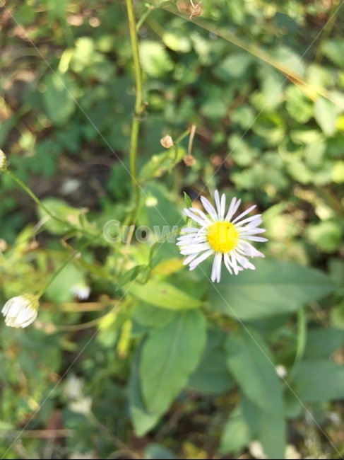 plant,flower,식물,blossom,daisies,꽃,daisy,데이지,식물,자연,plants,nature,꽃,flower