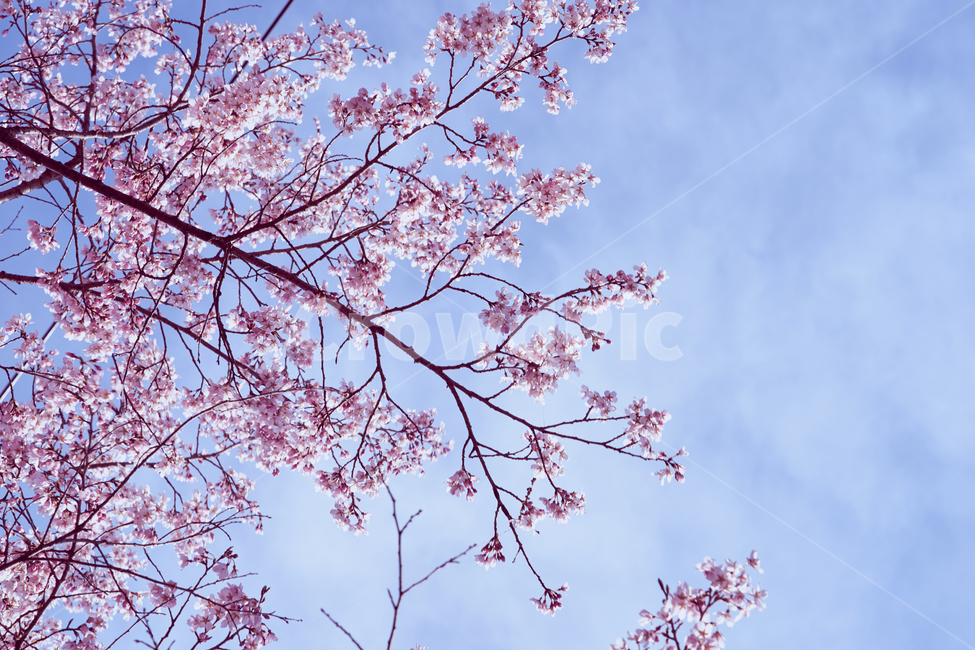벚꽃,핑크,tree,하늘,나무,pink,식물,자연,plants,nature,꽃,flower