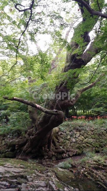 나무,구불구불,여름나무,녹빛나무,휘어진,누운나무,숲속,자연,풍경,nature,landscape,plant,식물,tree,tree trunk,나무 줄기