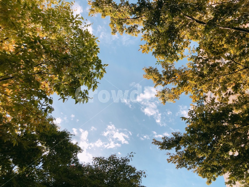 나무,식물,나무줄기,sky,forest,식물,자연,plants,nature