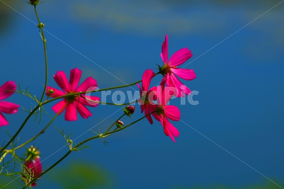 코스모스,flower,plant,가을,하늘,식물,자연,plants,nature,꽃,flower,가을,계절,fall,autumn,season