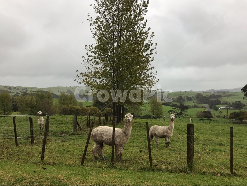 alpaca,알파카,llama,야마,animal,동물,mammal,포유류,농장,목장