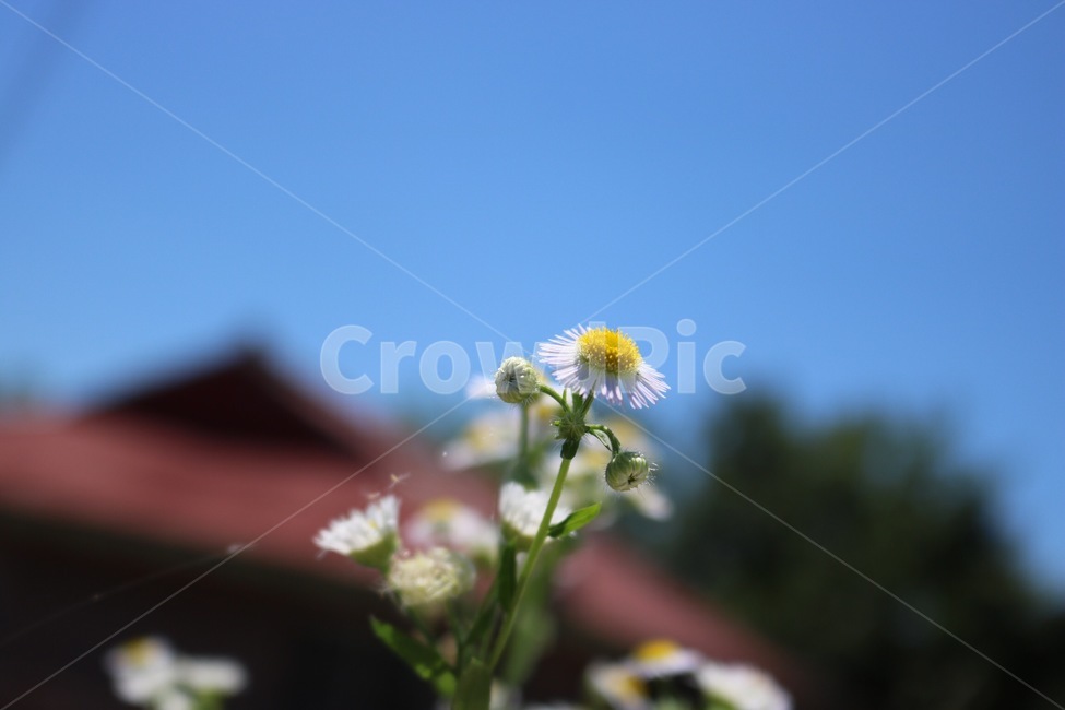 꽃,계란꽃,흰색,노랑,하늘,나무,지붕,자연,여름,flower,hana,eggflower,tamagohana,white,shiro,yellow,kiiro,sky,sora,tree,ki,nature,summer,natsu,초록,파랑,green,midori,blue,ao,식물,자연,plants,nature,꽃,flower