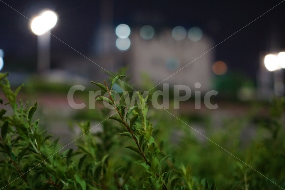 밤분위기,밤,밤산책,산책,저녁,식물,나뭇가지,나뭇잎,식물,자연,plants,nature