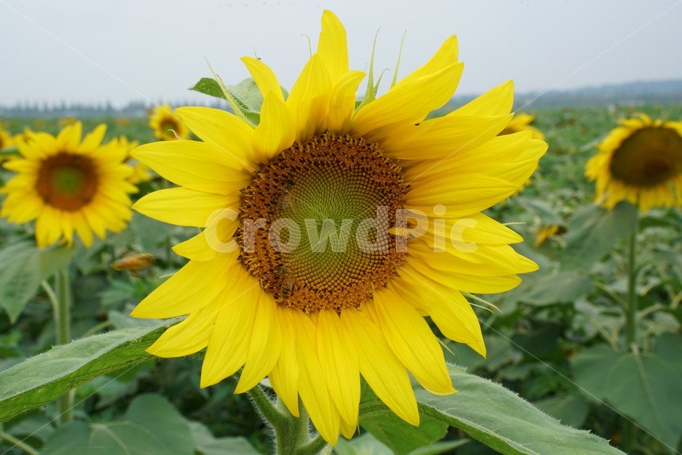 해바라기,국화과,식물,해바라기꽃,두상화,규화,항일화,sunflower,식물,자연,plants,nature,꽃,flower