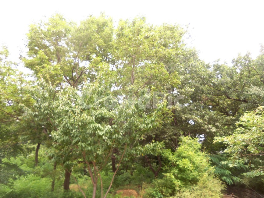 여름공원,공원풍경,공원,나무,숲,자연,풍경,nature,landscape,tree,plant,식물