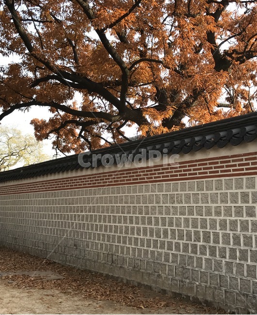 가을,경복궁,창경궁,대한민국,한국의미,가을단풍,단풍,palace,fall,autumn,leaves,단풍나무,나무가지,하늘,사계,계절,지붕,기와집,한국집,leaf,잎,maple,식물,wall,은행나무,은행,treetrunk,plant,tree,나무