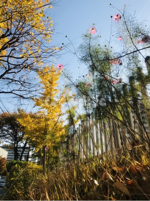 나무,식물,하늘,가을,감성,가을,계절,fall,autumn,season,tree,plant
