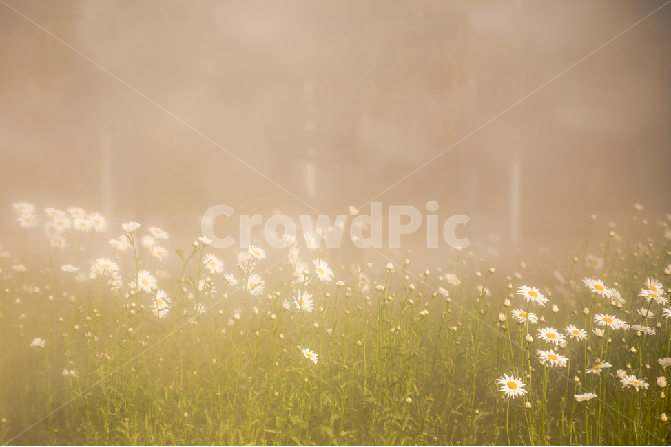꽃,안개,물안개,자연,식물,감성사진,식물,자연,plants,nature,꽃,flower,감성,sensible,feeling