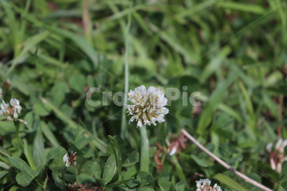 plant,식물,풀,꽃,초록색,식물,자연,plants,nature,꽃,flower