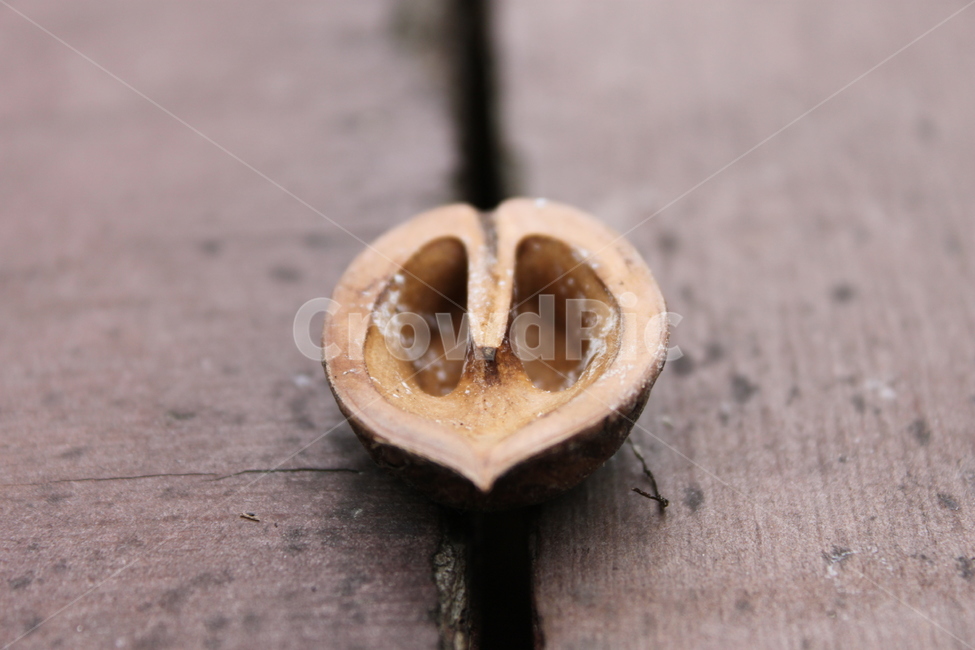 하트,열매,heart,nut,너트