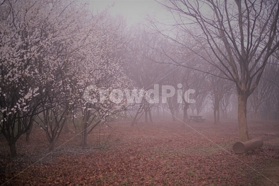 안개,새벽,여명,공원,인천,풍경,봄,계절,spring,season,자연,풍경,nature,landscape,weather,날씨,outdoors,옥외