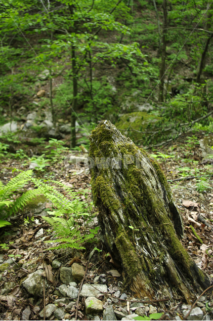 나무,식물,초록,풀,숲,자연,풍경,nature,landscape,plant
