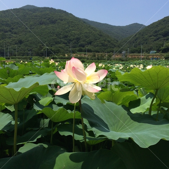 lotusleaf,lotus,연꽃,연잎,연꽃풍경,뿌리줄기식물,하얀꽃,flowers,식물,blossom,꽃,plant