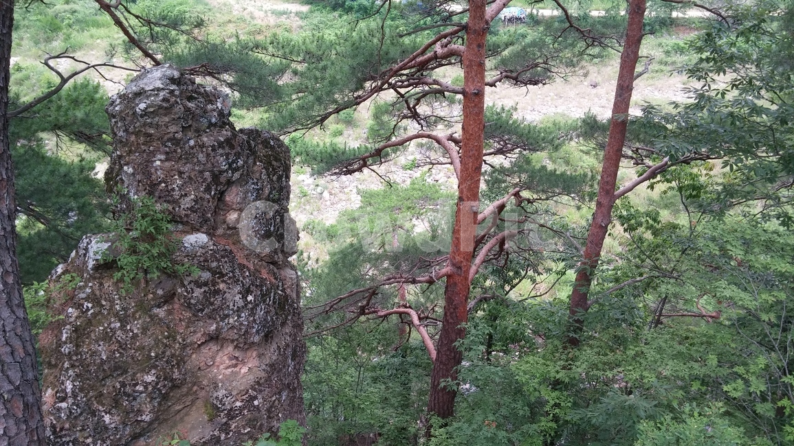 사랑,사랑바위,울진,포옹,연인,자연,풍경,nature,landscape,tree,나무,plant,식물,tree trunk,나무 줄기
