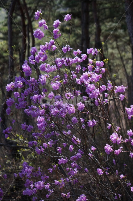 진달래,핑크,분홍,4월,식용,봄,빛,산,봄,계절,spring,season,식물,자연,plants,nature,꽃,flower,plant,blossom