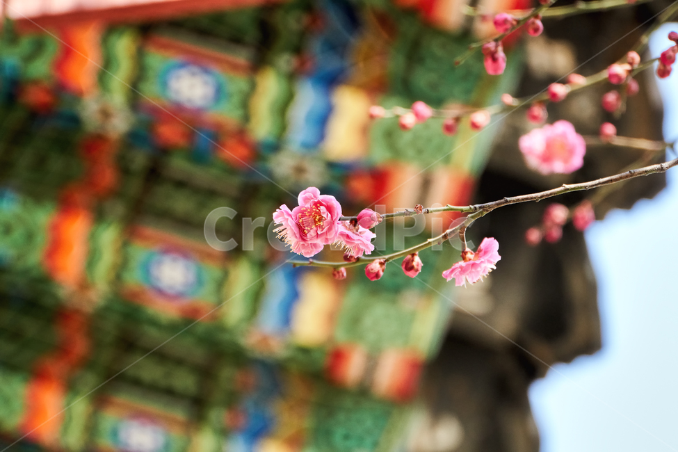 홍매화,매화,꽃,매화꽃,자주색,접사,붉은색,tree,blossom,plum,flower,pink,leaf,sky,nature,floral