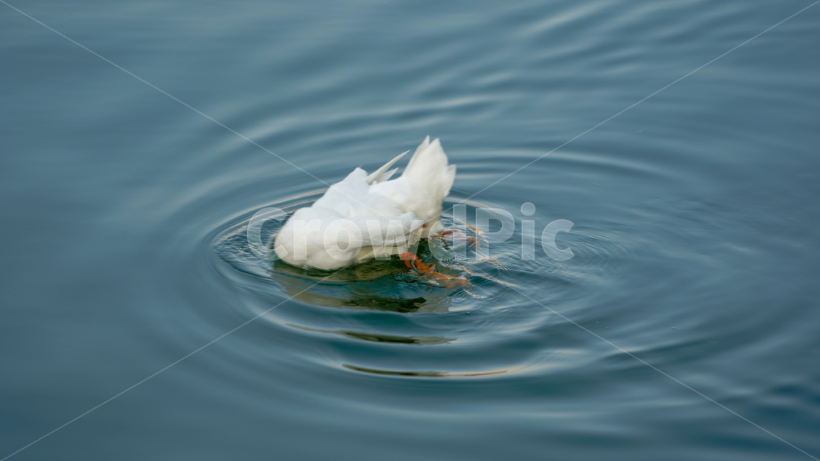 동물,오리,호수,animal,물,백조,꽥꽥,동물,animal,조류,새,birds