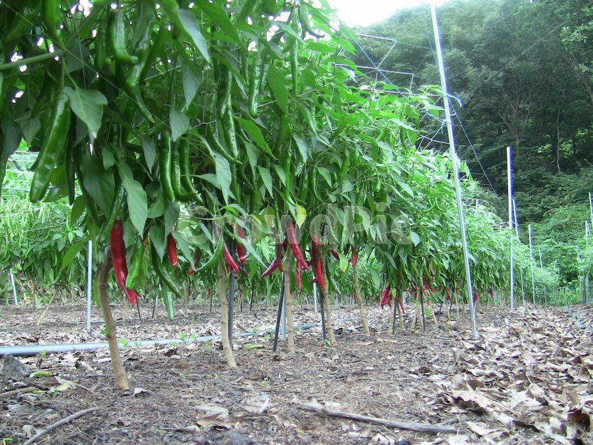 고추,고추밭,붉은고추,식물,자연,농업,농사,agriculture,farming,farming industry