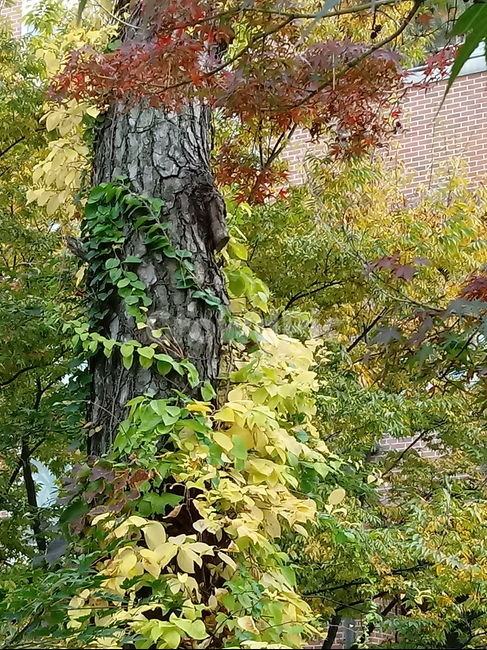 가을,단풍,낙엽,maple,plant,식물,단풍나무,단풍잎,leaf,잎,tree,나무,계절,fallautumnseason,가을단풍,자연,풍경,경치,가을,계절,fall,autumn,season,식물,자연,plants,nature,나무,trees,wood,tree trunk,나무 줄기