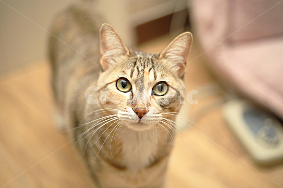 고양이,반려묘,막내,love,cat