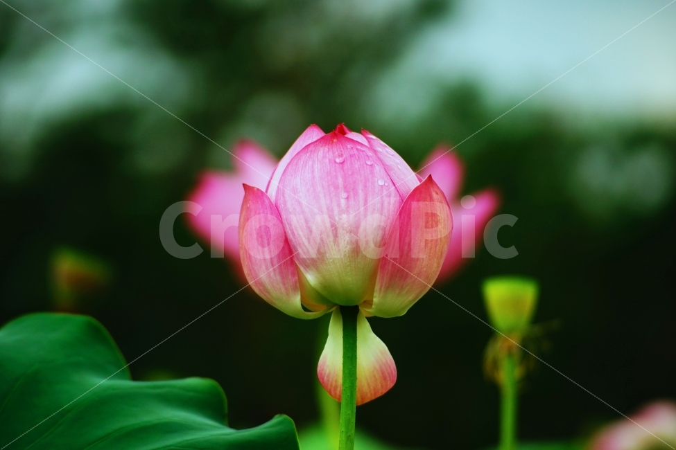 연꽃,연잎,식물,자연,꽃,식물,자연,plants,nature,꽃,flower