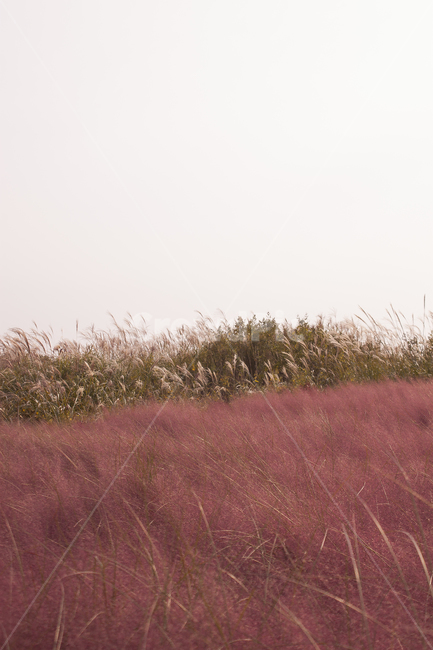 핑크뮬리,pinkmuli,가을풍경,autumnscenery,감성,가을