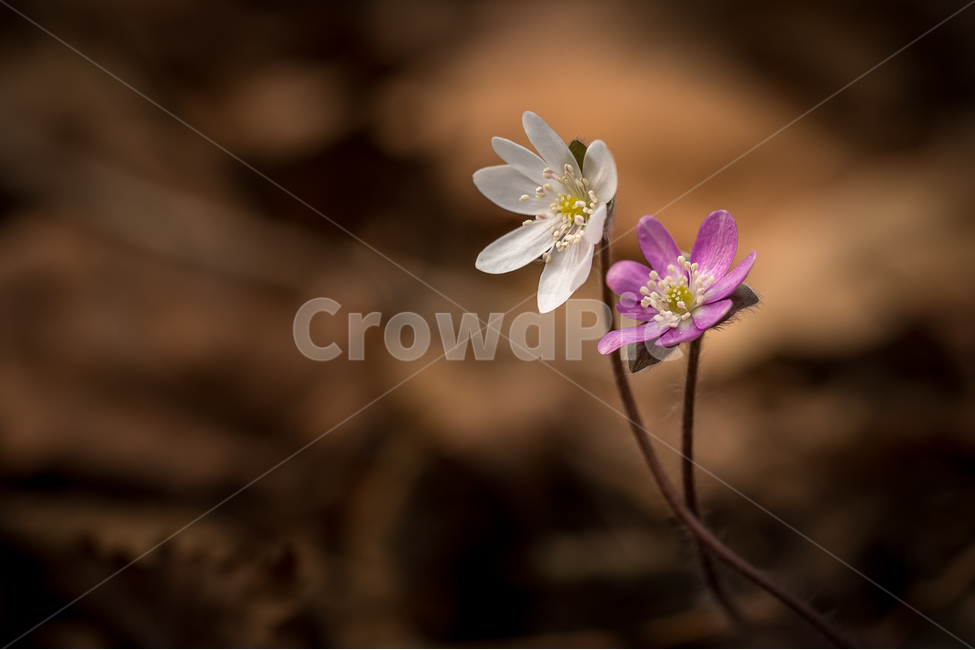 자연,꽃,야생화,노루귀,봄,접사,마크로,nature,wildflower,macro,spring,식물,자연,plants,nature,꽃,flower