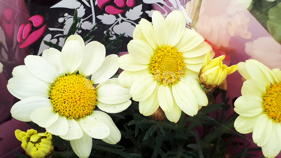 마가렛,꽃,plant,식물,봄,flower,blossom,식물,자연,plants,nature,꽃,flower