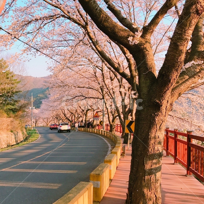 벚꽃,벚꽃나무,꽃나무,벚꽃길,꽃길,봄,계절,spring,season,자연,풍경,nature,landscape,plant,식물,asphalt,아스팔트