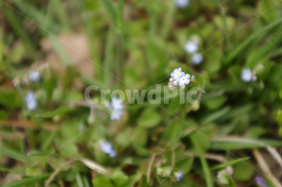 봄,spring,들꽃,꽃,flower,식물,plant,자연,nature,식물,자연,plants,nature,꽃,flower