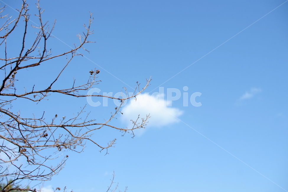 겨울,나뭇가지,구름,하늘,앙상한,winter,tree,cloud,sky,branch