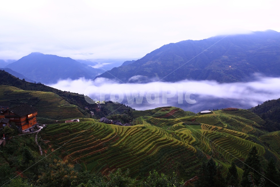 nature,자연,outdoors,옥외,countryside,field,들,hill,언덕,중국,계림,용척,용척다랭이논,다랭이논,다락논,농업,농경지,경작,농사,중국비경,경치,경관,풍경,운해,용척제전아침,농업,농사,agriculture,farming,farming industry