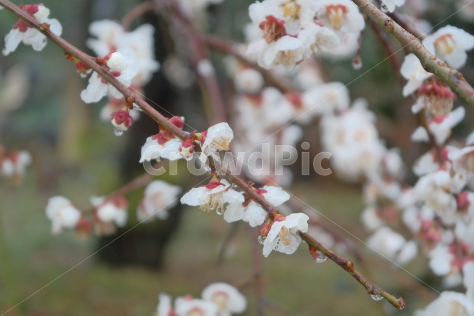 매화,봄꽃,봄,봄비,비,꽃,flower,blossom,plant,식물