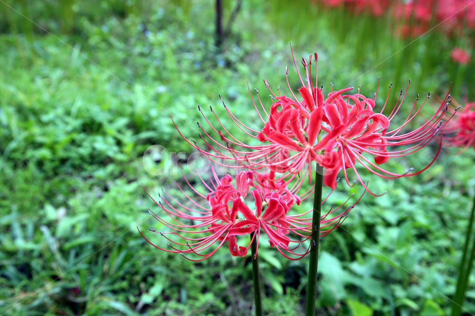 꽃,봄,자연,spring,nature,flower