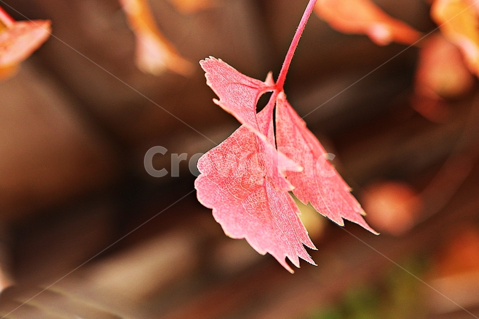 단풍,낙엽,가을,잎,식물,자연,계절,감성,색,색감,넝쿨식물,공원,가을,계절,fall,autumn,season,leaf,plant,tree,나무